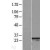Western Blot: RGS2 Lysate [NBL1-15327] - Western Blot experiments. 
Left-Control; Right -Over-expression Lysate for RGS2